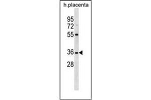 Western blot analysis of OR5AN1 Antibody (C-term) in human placenta tissue lysates (35ug/lane). (OR5AN1 Antikörper  (C-Term))
