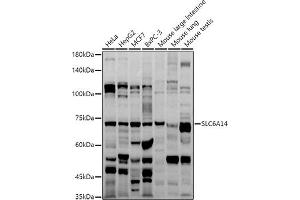 Western blot analysis of extracts of various cell lines, using SLC6 antibody (ABIN6130823, ABIN6148036, ABIN6148037 and ABIN6214884) at 1:1000 dilution. (Slc6a14 Antikörper  (AA 131-234))