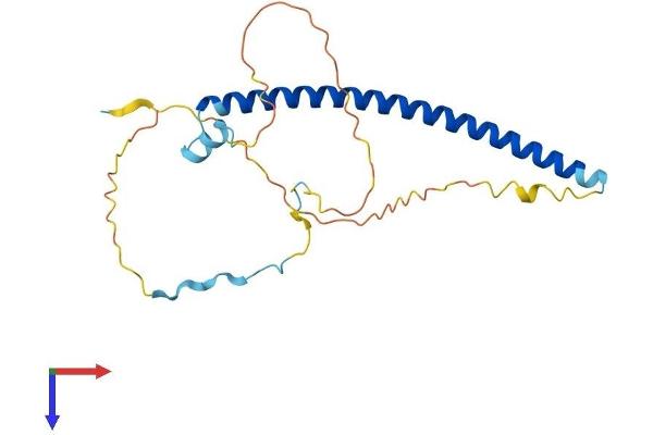 Geminin Protein (AA 1-209) (His tag)