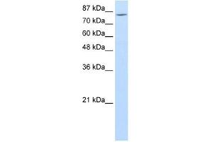 MCM7 antibody used at 1. (MCM7 Antikörper  (Middle Region))