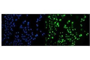 IF analysis of JAB1 using anti-JAB1 antibody (ABIN7602482).