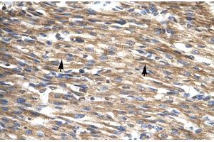 Immunohistochemistry (IHC) image for anti-D Site of Albumin Promoter (Albumin D-Box) Binding Protein (DBP) (Middle Region) antibody (ABIN2777367)