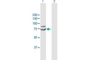 Western Blot analysis of TRIM25 expression in transfected 293T cell line by TRIM25 MaxPab polyclonal antibody. (TRIM25 Antikörper  (AA 1-630))