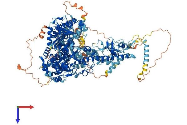 POLG Protein (AA 1-1218) (His tag)