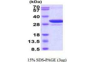 SDS-PAGE (SDS) image for 14-3-3 alpha + beta (YWHAB) (AA 1-246) protein (His tag) (ABIN6388032)