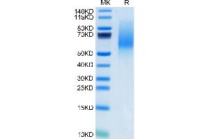 Mouse MANSC1 on Tris-Bis PAGE under reduced condition. (MANSC1 Protein (AA 25-369) (His tag))