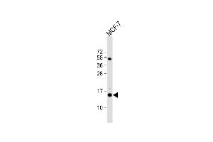 Anti-RPS24 Antibody (Center) at 1:1000 dilution + MCF-7 whole cell lysate Lysates/proteins at 20 μg per lane. (RPS24 Antikörper  (AA 65-93))
