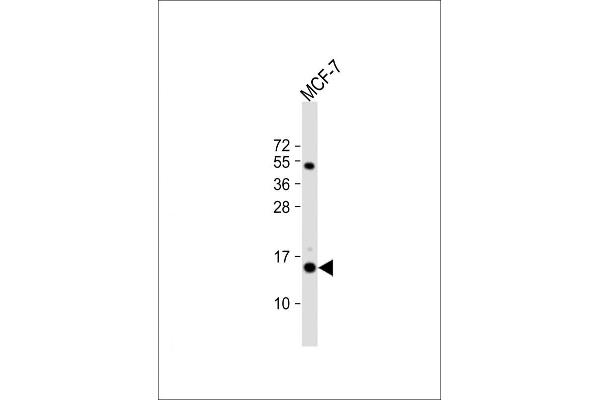 RPS24 antibody  (AA 65-93)
