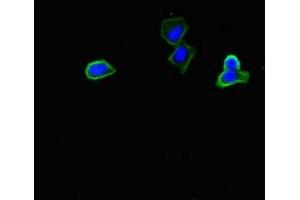 Immunofluorescent analysis of HepG2 cells using ABIN7162899 at dilution of 1:100 and Alexa Fluor 488-congugated AffiniPure Goat Anti-Rabbit IgG(H+L) (PLIN5 Antikörper  (AA 305-453))
