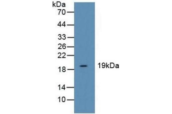 Cofilin antibody  (AA 3-161)