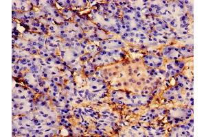 Immunocytochemistry analysis of human pancreatic tissue using ABIN7156203 at dilution of 1:100 (Indian Hedgehog Antikörper  (AA 203-411))