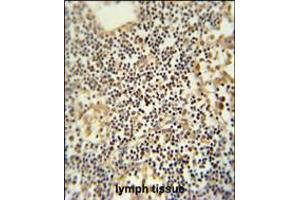 TMUB1 antibody immunohistochemistry analysis in formalin fixed and paraffin embedded human lymph tissue followed by peroxidase conjugation of the secondary antibody and DAB staining. (TMUB1 Antikörper  (AA 112-141))