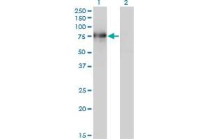 Western Blot analysis of BMP2K expression in transfected 293T cell line by BMP2K monoclonal antibody (M02), clone 1F11.