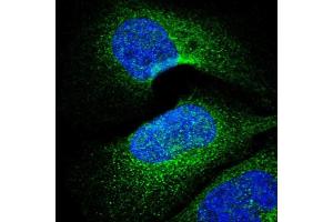 Immunofluorescent staining of human cell line U-2 OS with PARP4 polyclonal antibody  shows positivity in cytoplasm. (PARP4 Antikörper  (AA 247-392))