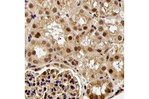 Immunohistochemical analysis of ESE-1 staining in rat kidney formalin fixed paraffin embedded tissue section. (ELF3 Antikörper)