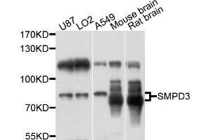 Western blot analysis of extracts of various cell lines, using SMPD3 antibody (ABIN6003882) at 1/1000 dilution. (SMPD3 Antikörper)
