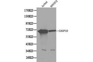 Western Blotting (WB) image for anti-Caspase 10, Apoptosis-Related Cysteine Peptidase (CASP10) antibody (ABIN1871454)