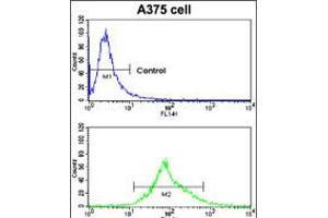 Flow cytometric analysis of A375 cells using CA14 Antibody (bottom histogram) compared to a negative control cell (top histogram). (CA14 Antikörper  (N-Term))