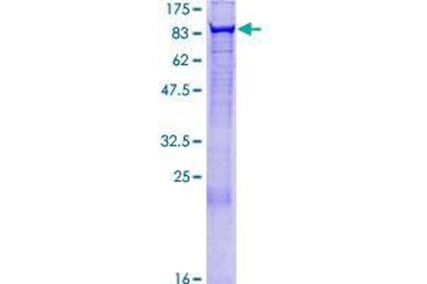 EXOC3 Protein (AA 1-745) (GST tag)