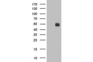 Western Blotting (WB) image for anti-Poliovirus Receptor-Related 1 (Herpesvirus Entry Mediator C) (PVRL1) antibody (ABIN1499677) (PVRL1 Antikörper)