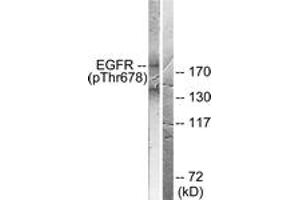 Western blot analysis of extracts from COS7 cells treated with EGF 200ng/ml 30', using EGFR (Phospho-Thr678) Antibody. (EGFR Antikörper  (pThr678))
