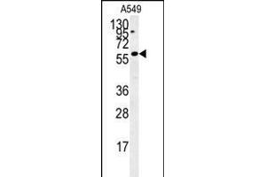 C12orf48 Antibody (C-term) (ABIN654041 and ABIN2843950) western blot analysis in A549 cell line lysates (35 μg/lane). (PARPBP Antikörper  (C-Term))