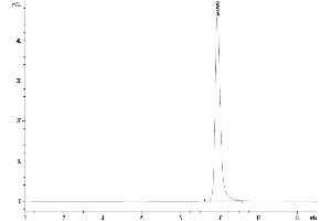 The purity of Human PLA2G1B is greater than 95 % as determined by SEC-HPLC. (PLA2G1B Protein (AA 23-148) (His tag))