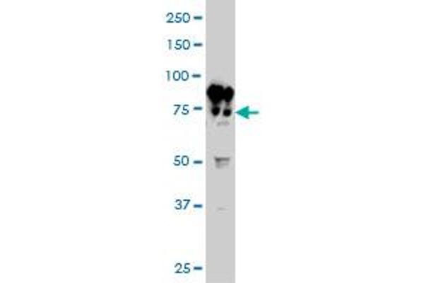 Filensin antibody  (AA 567-664)