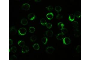 Immunocytochemistry (ICC) image for anti-NLR Family, Pyrin Domain Containing 3 (NLRP3) (N-Term) antibody (ABIN3032021)