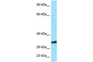 Image no. 1 for anti-MAS-Related GPR, Member E (MRGPRE) (C-Term) antibody (ABIN6748068) (MRGPRE Antikörper  (C-Term))