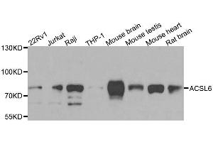 Western blot analysis of extracts of various cell lines, using ACSL6 antibody. (ACSL6 Antikörper  (AA 383-622))