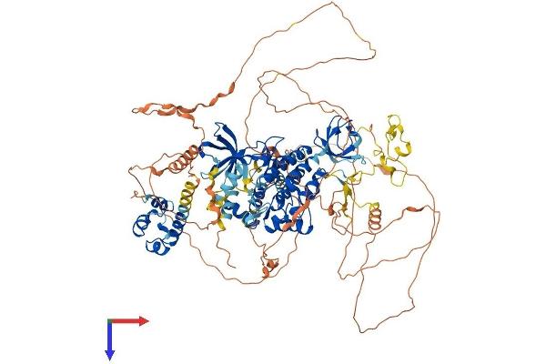 TNK2 Protein (AA 1-1038) (His tag)
