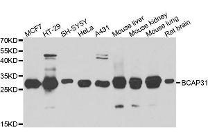Western blot analysis of extracts of various cell lines, using BCAP31 antibody. (BCAP31 Antikörper  (AA 127-246))