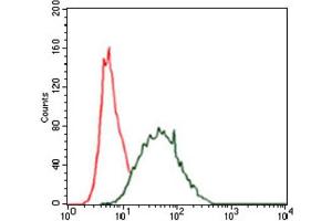 Immunofluorescence analysis of HeLa cells using CK5 antibody (green). (Cytokeratin 5 Antikörper)