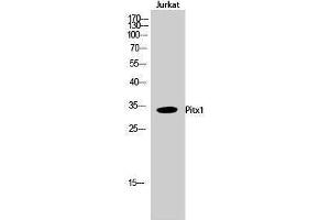 Western Blotting (WB) image for anti-Paired-Like Homeodomain 1 (PITX1) (Internal Region) antibody (ABIN3176906) (PITX1 Antikörper  (Internal Region))