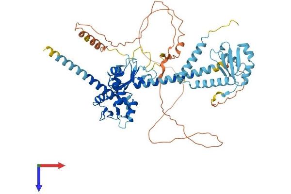 LARP7 Protein (AA 1-570) (His tag)