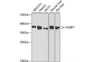 Western blot analysis of extracts of various cell lines using PCBP1 Polyclonal Antibody at dilution of 1:1000. (PCBP1 Antikörper)
