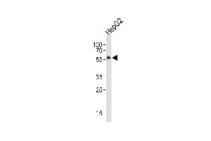 Western blot analysis of lysate from HepG2 cell line, using NR1H2 Antibody (N-term) (ABIN652465 and ABIN2842316). (NR1H2 Antikörper  (N-Term))