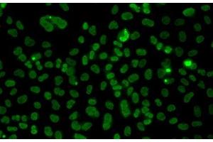 Immunofluorescence analysis of A549 cells using PLCXD2 Polyclonal Antibody