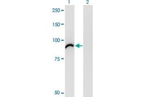 Western Blot analysis of VAC14 expression in transfected 293T cell line by VAC14 monoclonal antibody (M03), clone 3B2. (VAC14 Antikörper  (AA 714-782))