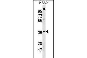 WBSCR22 Antibody (C-term) (ABIN1881998 and ABIN2839086) western blot analysis in K562 cell line lysates (35 μg/lane).