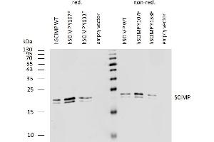 Western blotting analysis of human SCIMP using mouse monoclonal antibody NVL-07 on lysates of human SCIMP transfectants under reducing and non-reducing conditions. (SCIMP Antikörper)
