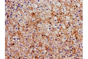 Immunohistochemistry of paraffin-embedded human adrenal gland tissue using ABIN7170659 at dilution of 1:100 (FDFT1 Antikörper  (AA 2-417))
