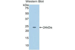Western Blotting (WB) image for anti-Tumor Necrosis Factor (Ligand) Superfamily, Member 12 (TNFSF12) (AA 65-247) antibody (ABIN1176219) (TWEAK Antikörper  (AA 65-247))