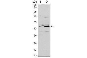 Western Blot showing CD86 antibody used against L1210 (1) and MOLT-4 (2) cell lysate. (CD86 Antikörper)