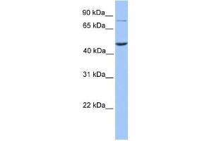 ZBTB6 antibody used at 0. (ZBTB6 Antikörper  (N-Term))
