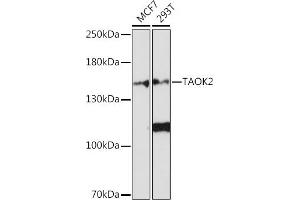 Western blot analysis of extracts of various cell lines, using T Rabbit pAb (ABIN7270727) at 1:1000 dilution. (TAO Kinase 2 Antikörper  (AA 610-730))