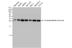 WB Image Triosephosphate isomerase antibody detects Triosephosphate isomerase protein by western blot analysis. (TPI1 Antikörper  (C-Term))