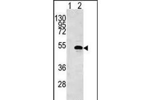 Western blot analysis of CKB (arrow) using rabbit polyclonal CKB Antibody (N5) (ABIN391073 and ABIN2841220). (CKB Antikörper  (N-Term))