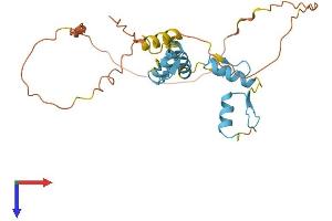 SNAIL Protein (SNAI1) (AA 1-264) (His tag)